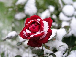 20121220144039-rosa-nieve.jpg
